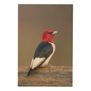 Red-headed Woodpecker on fence Wood Wall Art