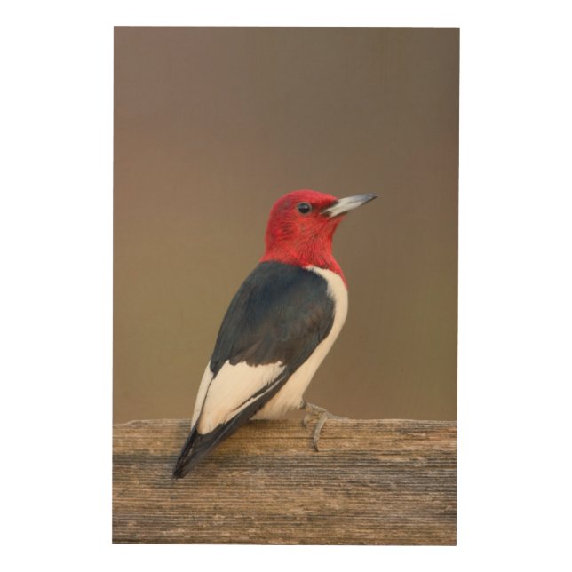 Red-headed Woodpecker on fence Wood Wall Art (Front)