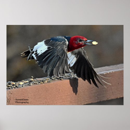 Red_Headed Woodpecker Poster
