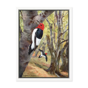 Red-Headed Woodpecker - Robert Bruce Horsfall Postcard