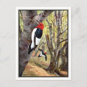 Red-Headed Woodpecker - Robert Bruce Horsfall Postcard