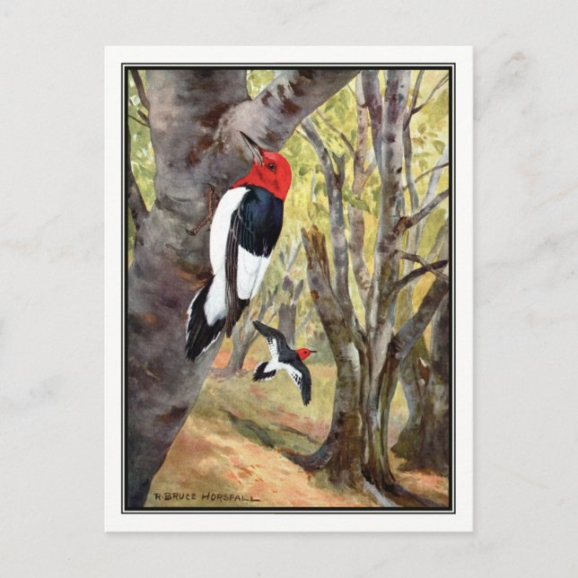 Red-Headed Woodpecker - Robert Bruce Horsfall Postcard (Front)