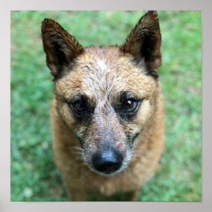 Red Healer Australian Cattle Dog Poster