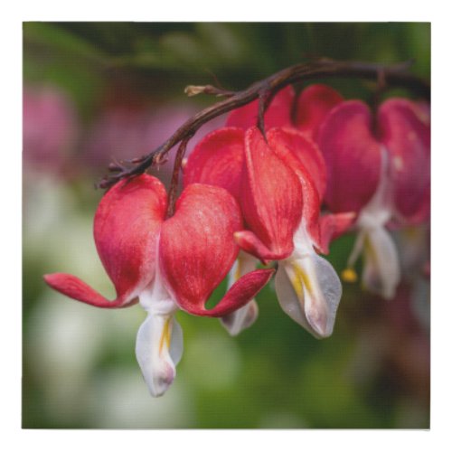 Red Heart-Shaped Bleeding Heart Flowers Faux Canvas Print