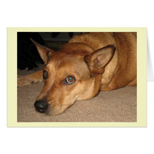 Red Heeler Cattle Dog -  Ranch Dog Lover - Blank Cards (Front Horizontal)