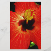 Red Hibiscus (Front)