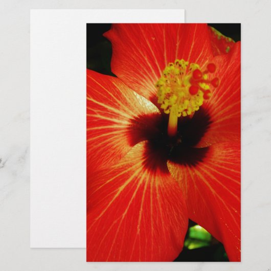 Red Hibiscus (Front/Back)