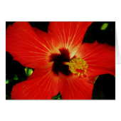 Red Hibiscus (Front Horizontal)