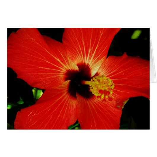 Red Hibiscus (Front Horizontal)