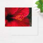 Red hibiscus (Desk)