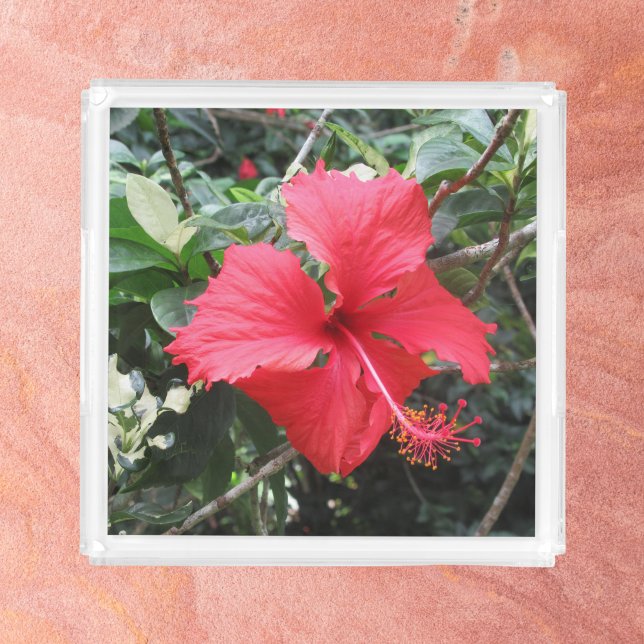 Red Hibiscus Acrylic Tray (Creator Uploaded)