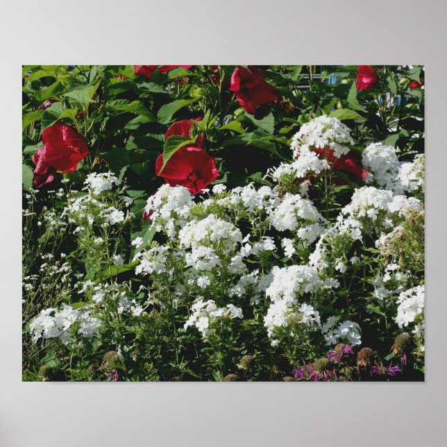 Red Hibiscus And White Phlox Flower Garden Poster (Front)