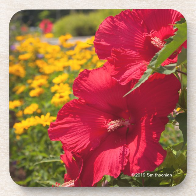 Red Hibiscus Beverage Coaster (Front)