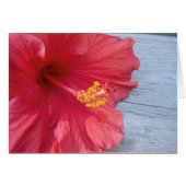 Red Hibiscus Bloom (Front Horizontal)
