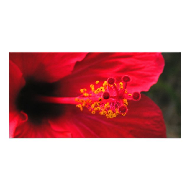 Red hibiscus card (Front)
