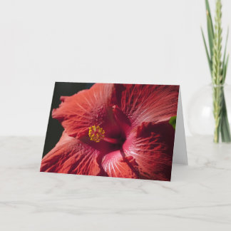 Red Hibiscus Card