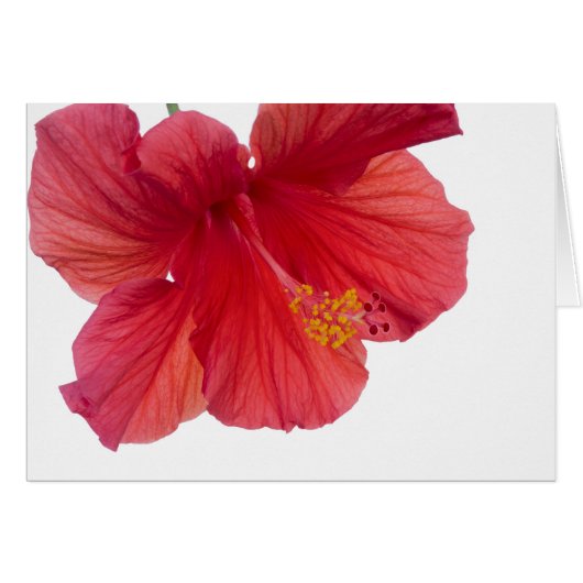 Red Hibiscus Cards (Front Horizontal)