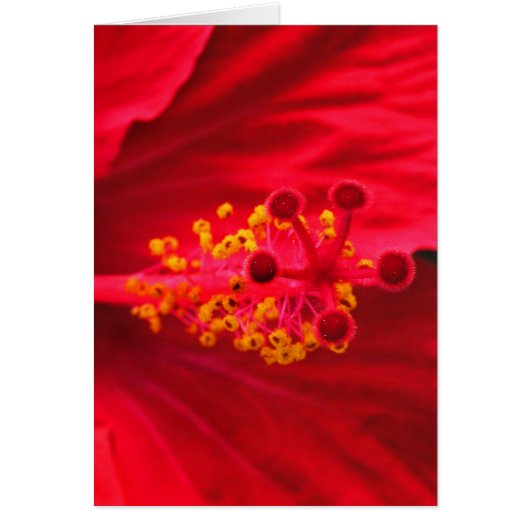 Red hibiscus cards (Front)