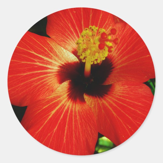 Red Hibiscus Classic Round Sticker (Front)