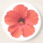 Red Hibiscus Coasters at Zazzle