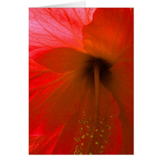 Red Hibiscus Flower Cards (Front)