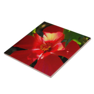Red Hibiscus Flower in Sunlight Ceramic Tile