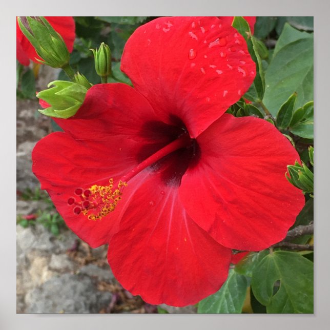 Red Hibiscus Flower Park Güell Barcelona Poster (Front)