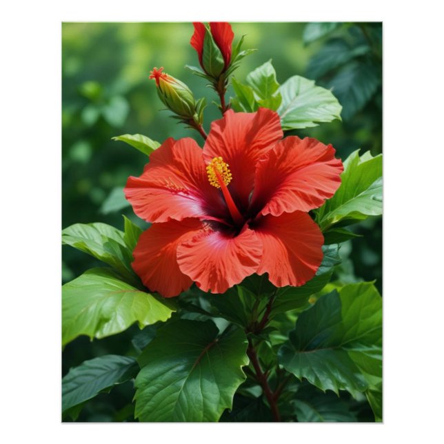 Red Hibiscus Flower Photography Design-43698 Poster (Front)