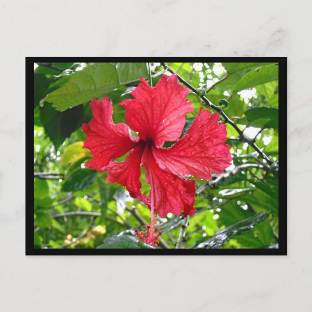 Red Hibiscus Flower Postcard (Front)