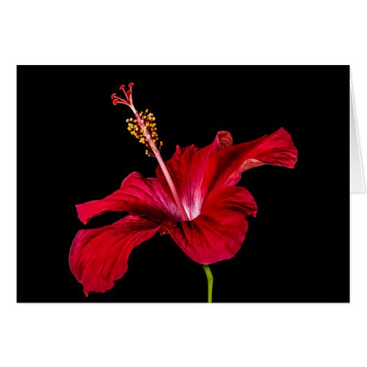 Red Hibiscus Flower Side View Cards (Front Horizontal)