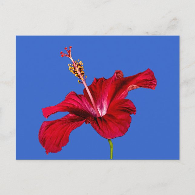Red Hibiscus Flower Side View Postcard (Front)