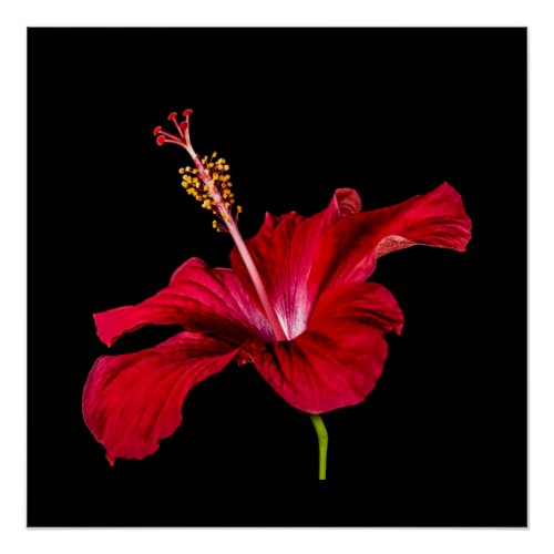 Red Hibiscus Flower Side View Poster