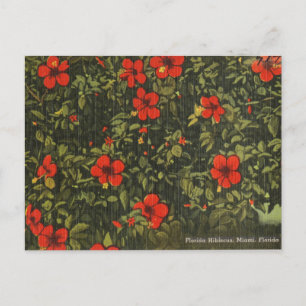 Red Hibiscus Flower Vintage Miami Holiday Postcard
