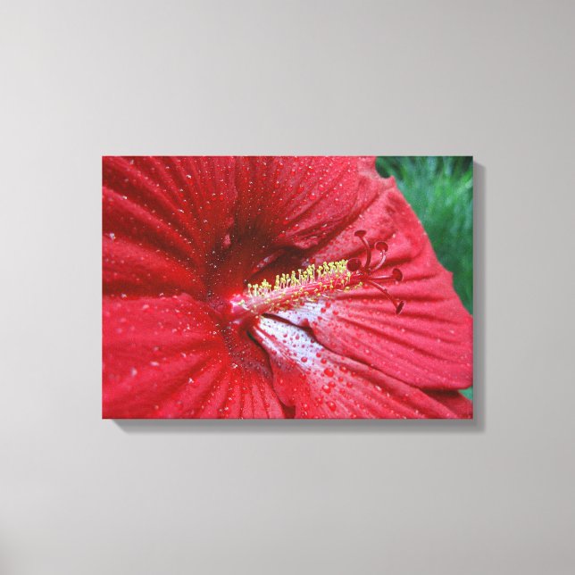Red Hibiscus Flower With Raindrops Photo Canvas Print (Front)