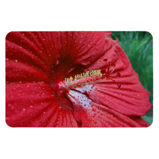 Red Hibiscus Flower With Raindrops Photo Magnet