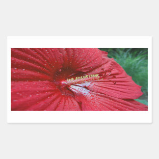 Red Hibiscus Flower With Raindrops Photo Rectangular Sticker