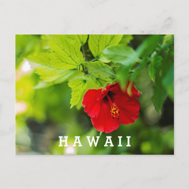 Red Hibiscus Hawaii Tropical Flower Postcard (Front)