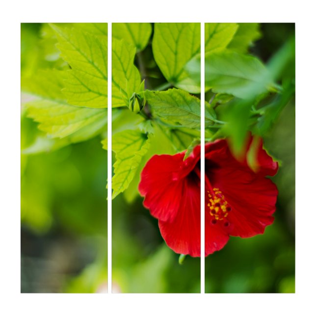 Red Hibiscus Hawaii Tropical Flower Triptych (Front)