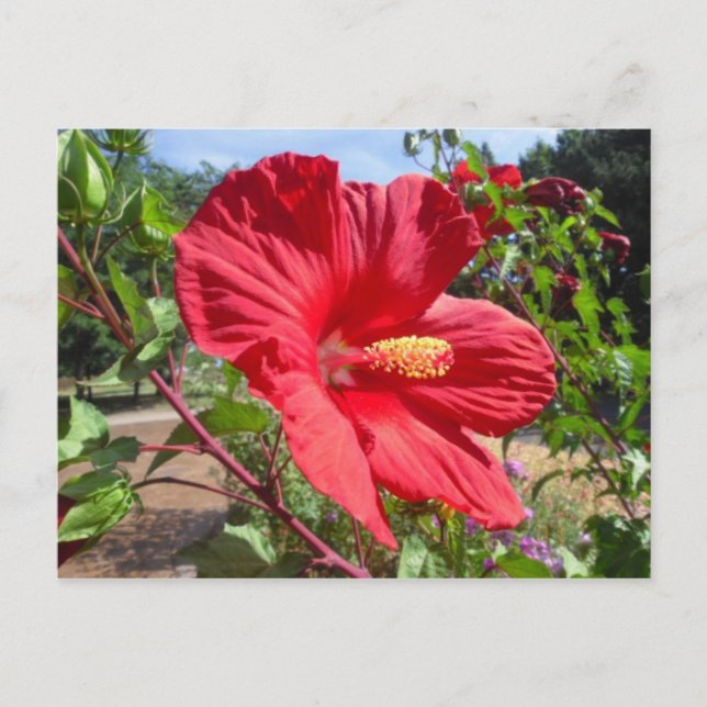 Red Hibiscus Macro Postcard (Front)
