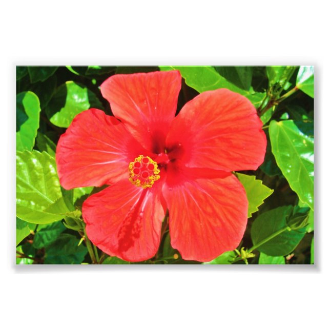 Red Hibiscus - Photo Print (Front)