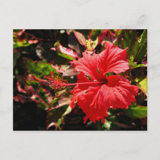 Red Hibiscus Postcard