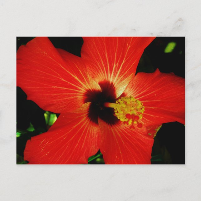 Red Hibiscus Postcard (Front)