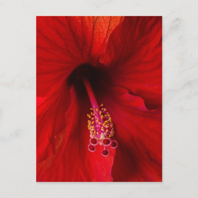 Red Hibiscus Postcard (Front)