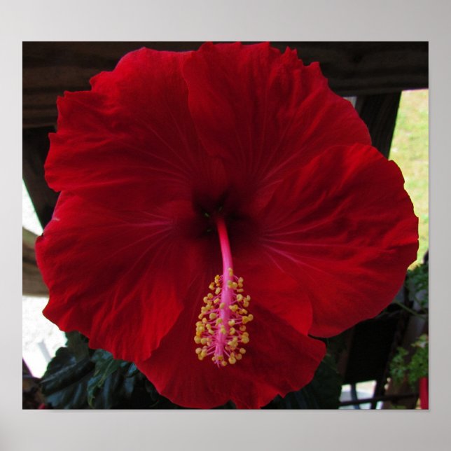 Red Hibiscus Poster (Front)