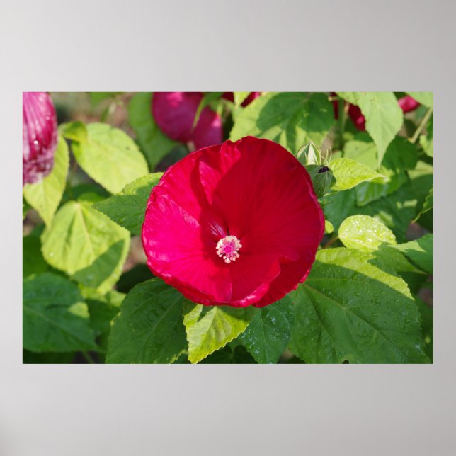 Red Hibiscus Poster (Front)