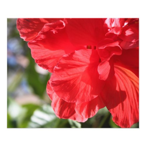 RED HIBISCUS POSTER WALL   HANGING