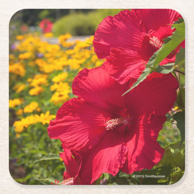 Red Hibiscus Square Paper Coaster (Front)
