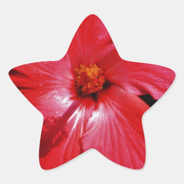 Red Hibiscus Star Sticker (Front)