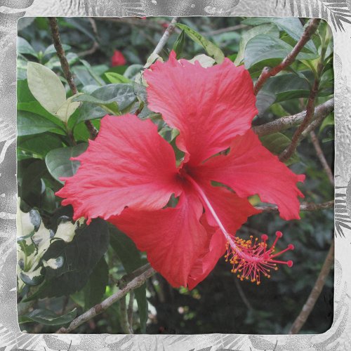 Red Hibiscus Tropical Closeup Trivet