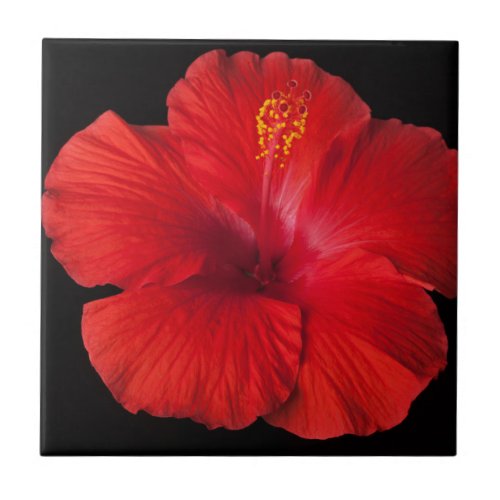 Red Hibiscus Tropical Flower Flowers Floral Tile